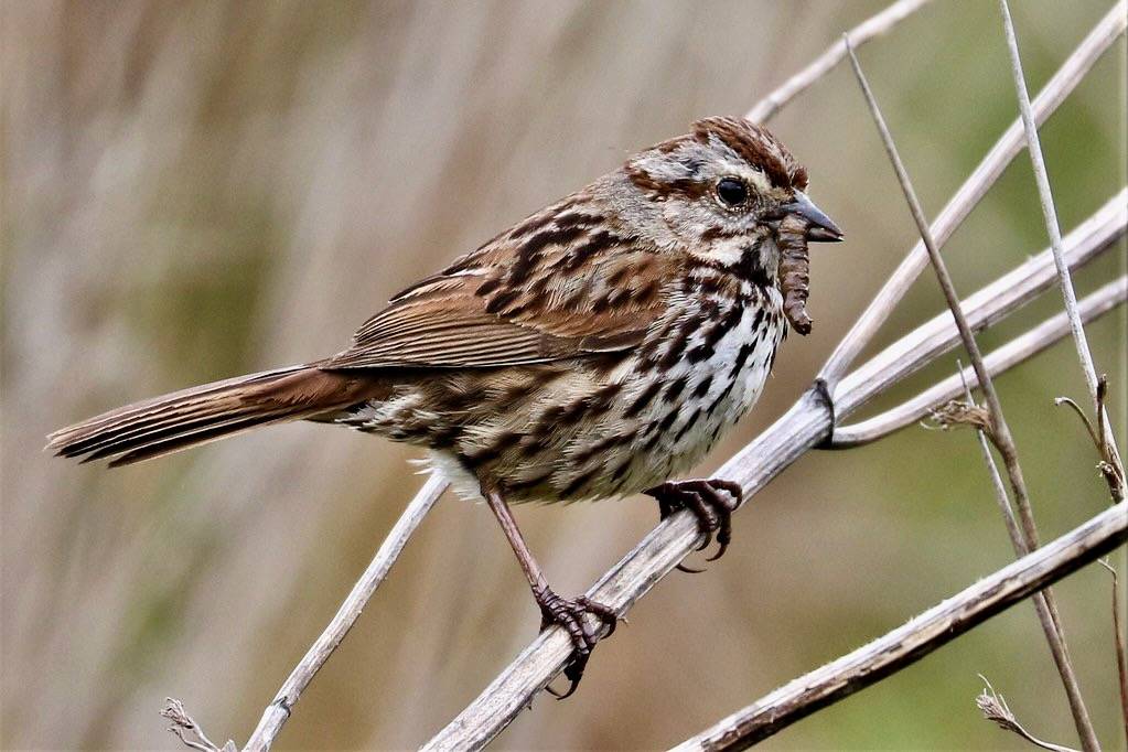 Melospiza melodia Song Sparrow by David A. Hofmann is licensed under CC BY-NC-SA 2.0.